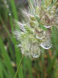 Close-up of plant