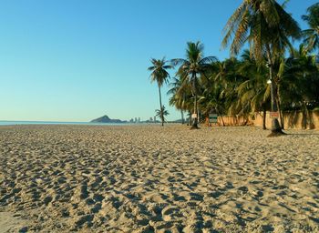 Palm trees on beach against clear blue sky