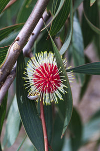 Close-up of red flowering plant