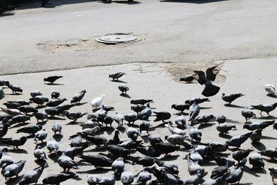 Flock of birds on beach