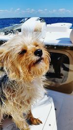 Close-up of dog