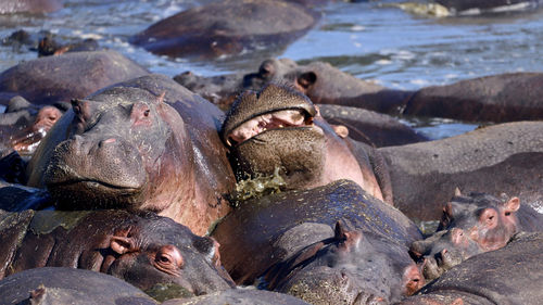 A pod of hippos, hippopotamus amphibius, huddle together in the mara river, masai mara, kenya.