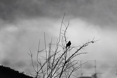 Bird perching on tree against sky