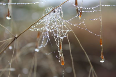 Raindrops caught in a spiderweb
