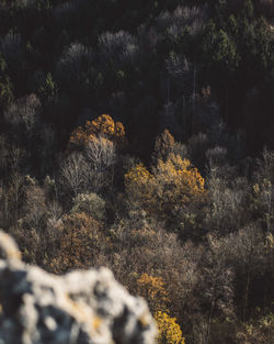 Full frame shot of trees in forest