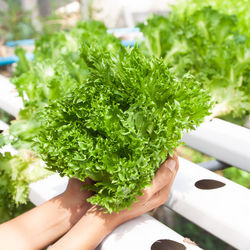 Cropped image of person holding leaf