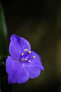 Close-up of purple flowering plant