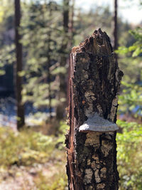 Close-up of tree stump in forest
