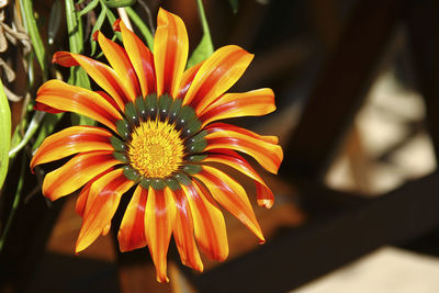 Close-up of orange flower blooming outdoors