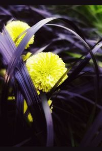Close-up of yellow flowering plant