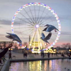 Cropped image of hand feeding seagulls at jardin des tuileries during dusk