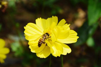 Close-up of bee pollinating on yellow flower