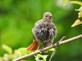 Close-up of bird perching on branch