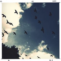 Low angle view of birds flying in sky