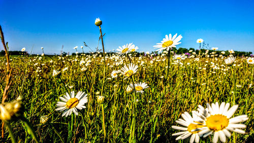 Close-up of yellow flowering plants on field against sky