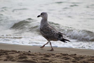 Seagull perching on beach