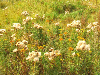 Plant growing on grassy field