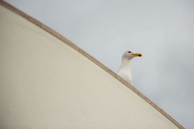 Low angle view of seagull perching on wall