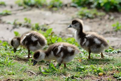 Ducklings in a garden