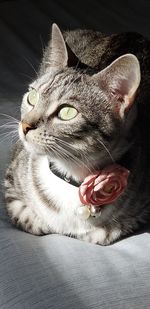 Close-up portrait of a cat