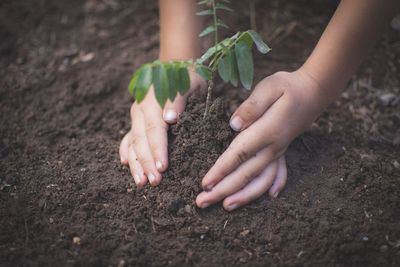 High angle view of hand holding plant on field