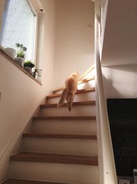 View of a cat sitting on staircase