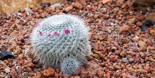 High view of succulent on land, old ladt pincushion which has pink flowers blooming