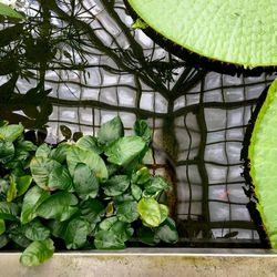 Close-up of plants growing in greenhouse