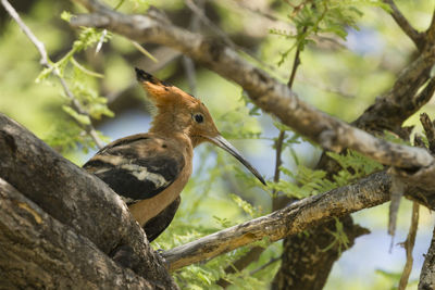 African hoopoe in the erongo region of namibia