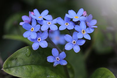 Close-up of purple flowering plants