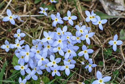 Close-up of purple crocus blooming outdoors