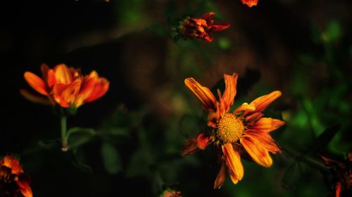 Close-up of orange flowering plant