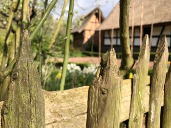 Close-up of wooden post on tree trunk