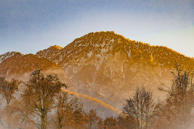 Low angle view of trees on mountain against sky