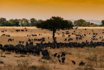 View of horses in field