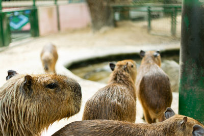 Close-up of sheep in zoo