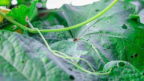 Close-up of insect on leaf