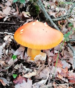 fungus