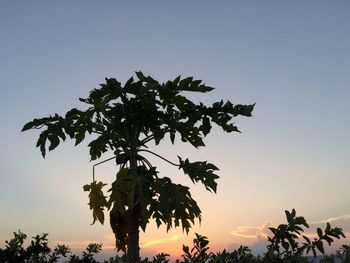 Low angle view of trees against sky