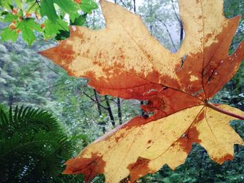 Close-up of dry maple leaves on branch