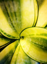 Detail shot of yellow leaf