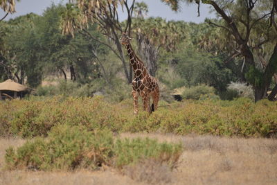 Giraffe in park