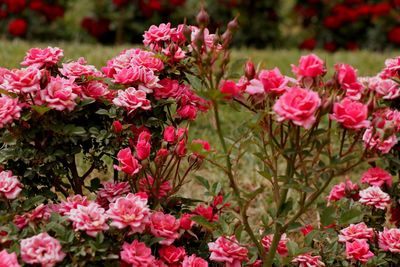 Close-up of pink flowering plants