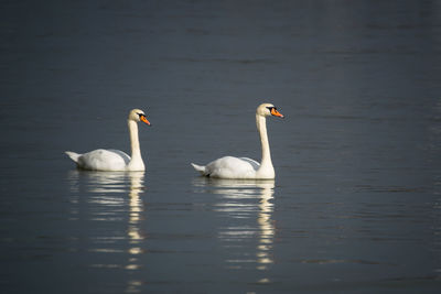 Swans swimming in lake