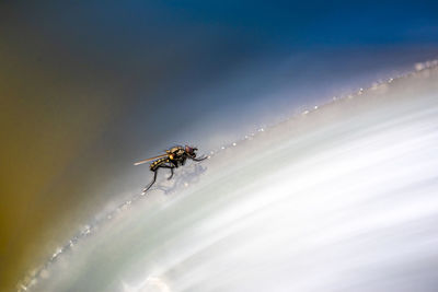 Close-up of insect against blurred background