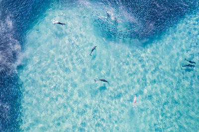 Aerial view of dolphins swimming in sea