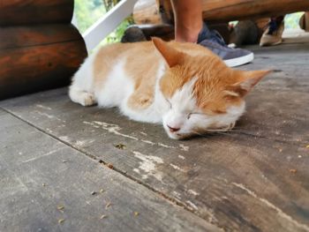 Cat sleeping on footpath