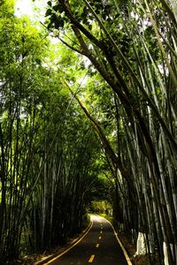 Road amidst trees in forest