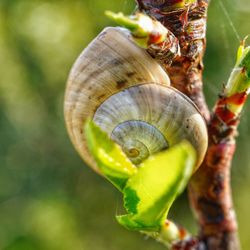 Close-up of snail on leaf