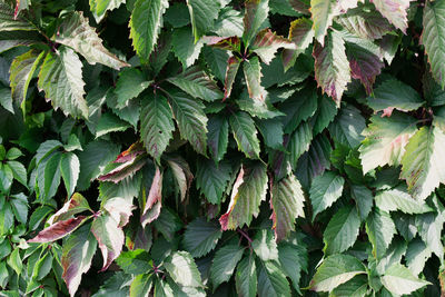 Full frame shot of ivy growing on plant